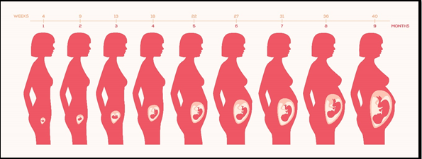 Mujer y fases de la gestación