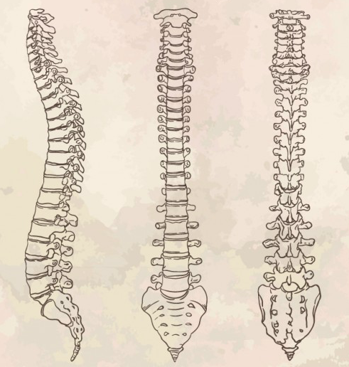 columna humana vista de 3 angulos distintos