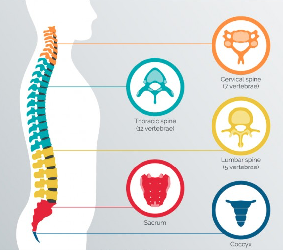 infografico de columna humana y vértebras