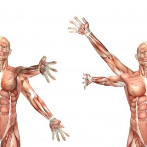 anatomia-2.jpg anatomia-2.jpg