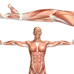 biomecanica-2.jpg biomecanica-2.jpg